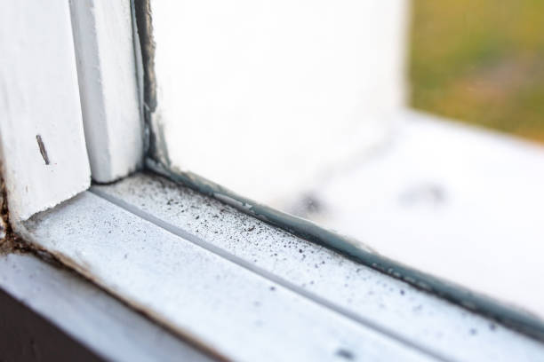 Reliable Pink, OK Mold Removal Solutions