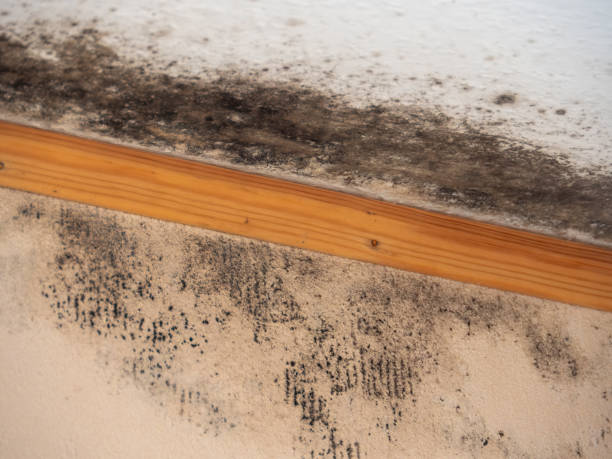 Best Commercial Mold Inspection  in Pink, OK